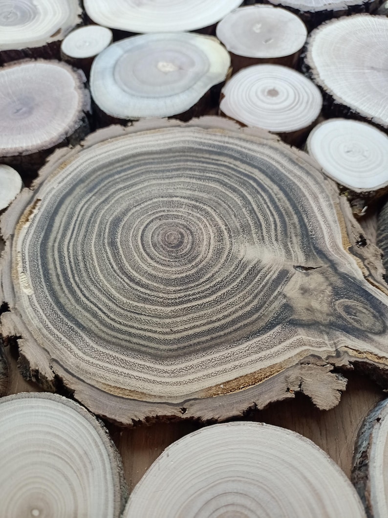 May include: A collection of circular wood slices featuring prominent growth rings in shades of dark brown, grey, and cream. Each piece displays a unique cross-section of timber with visible bark edges, arranged in a cluster to show natural textures.