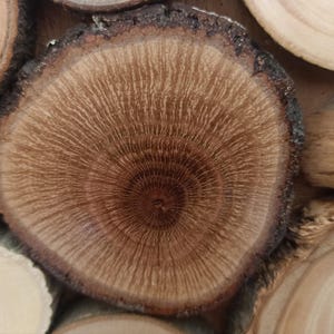 Puede incluir: Una rodaja de madera circular que presenta un centro marr&oacute;n oscuro con patrones de grano radiantes que cambian a tonos bronceados m&aacute;s claros hacia el borde exterior. El per&iacute;metro est&aacute; definido por una capa de corteza oscura, rugosa y texturizada.