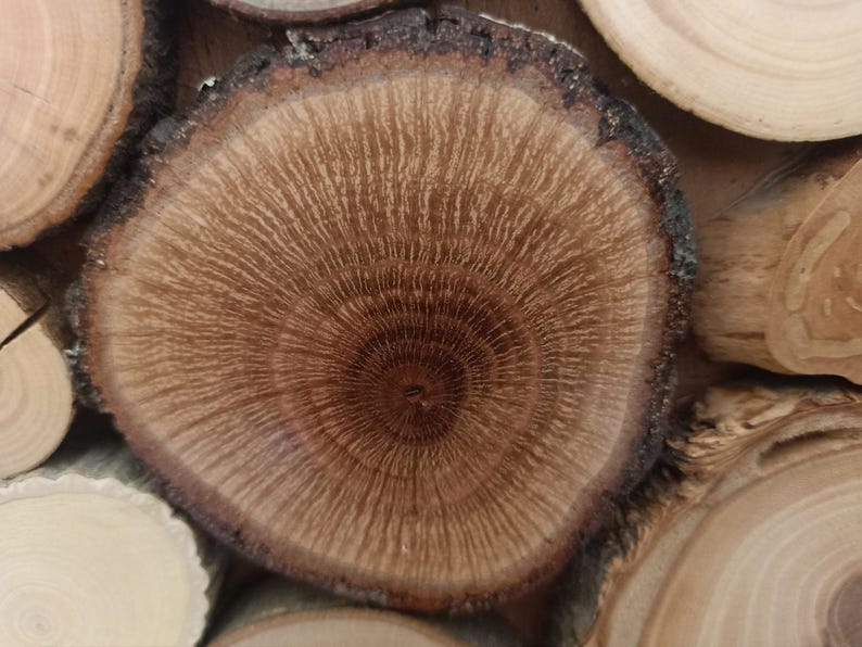 Puede incluir: Una rodaja de madera circular que presenta un centro marr&oacute;n oscuro con patrones de grano radiantes que cambian a tonos bronceados m&aacute;s claros hacia el borde exterior. El per&iacute;metro est&aacute; definido por una capa de corteza oscura, rugosa y texturizada.