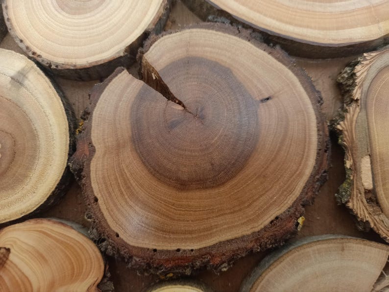 Puede incluir: Una colecci&oacute;n de rodajas de madera circulares con anillos de crecimiento visibles y bordes de corteza natural. La madera muestra tonos marrones variados, desde beige claro hasta chocolate oscuro, con una grieta desde el centro de una pieza.