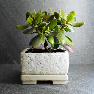 Vaso de concreto com acabamento rústico e suporte || Vaso estilo pedra Wabisabi