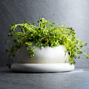 Puede incluir: Una maceta de cerámica blanca y redondeada con un platillo a juego, llena de plantas verdes vibrantes. Las plantas tienen tallos delicados y pequeños capullos morados oscuros. La maceta se encuentra sobre una superficie gris oscura.