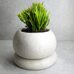 dracaena deremensis janet craig janet craig dracaena Janet Craig 'Compacta'