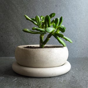 Op de afbeelding: Een kleine, groene vetplant in een ronde, lichtbeige betonnen pot met bijpassende schotel. De plant heeft dikke, afgeronde bladeren. De pot heeft een diameter van ongeveer 10 cm, tegen een grijze achtergrond.