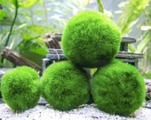 Marimo Moss Balls - Indoor Plants for Terrarium Containers Glass Jar Aquarium Display Kits - Mix Packs of Natural Home Decor Centerpieces