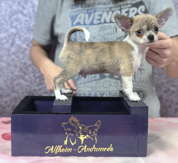 Dog Show Training Box Puppy Size Stack Training 10 X Etsy