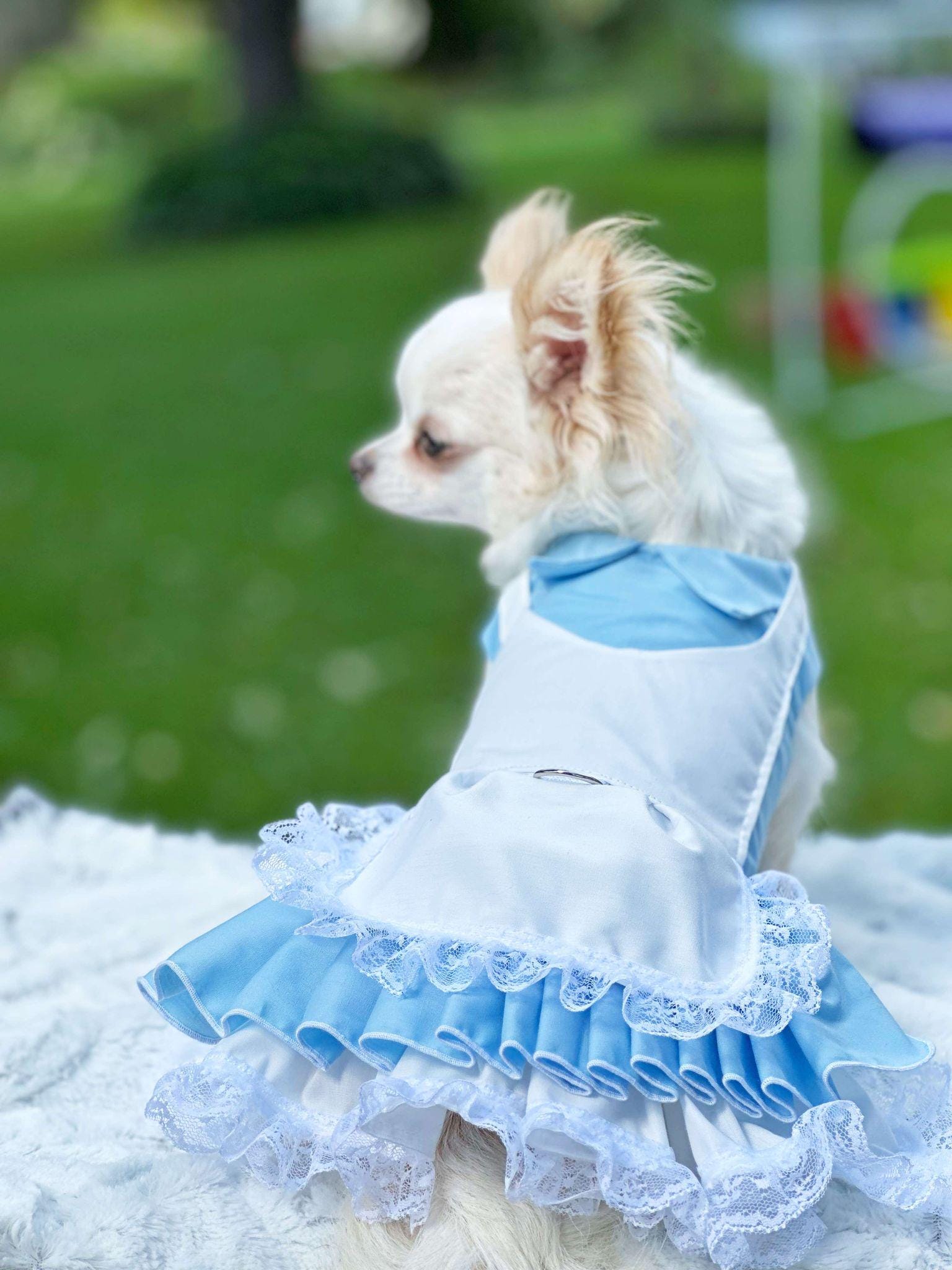 blue dog dress Storybook Girl Dress, White Pinafore Pet Fairy Tale Dog Costume, Made to Order Halloween Dog Dress Handmade Floral Pet Outfit Christmas Jacket:US52 YGroup_VICTORIA Velvet Sheer Sleeve Dress This storybook girl dog