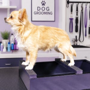 May include: A small, light brown dog stands on a grooming table. The dog has long fur and is looking to the left. A sign above the dog reads "DOG GROOMING". The table is dark purple and has a black surface.