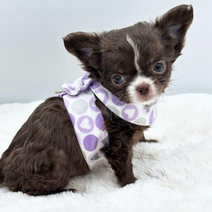 May include: A small brown and white chihuahua puppy wearing a purple and white polka dot harness with a heart design.