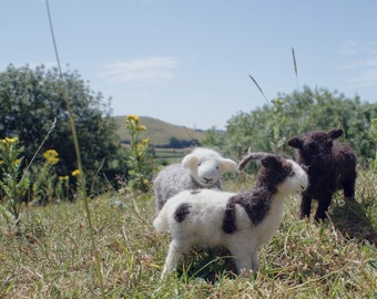 Sheep kit needle felting kit  a choice of Herdwick, Jacob or Black Welsh Mountain a bit more challenging