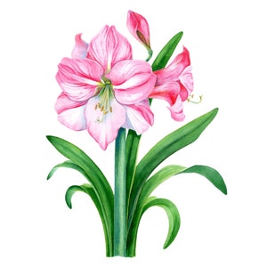Pink Amaryllis Greeting Card, Floral Botanical Notecard