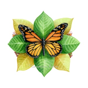 Monarch Butterfly with Milkweed Plant Fine Art Giclee Print