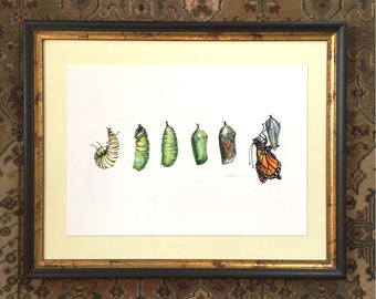 Monarch Butterfly Art Print, Butterfly Illustration Archival Ink Print Large Size 13" x 19"
