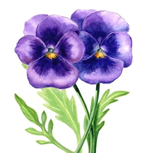 Cartão de felicitações Pansy