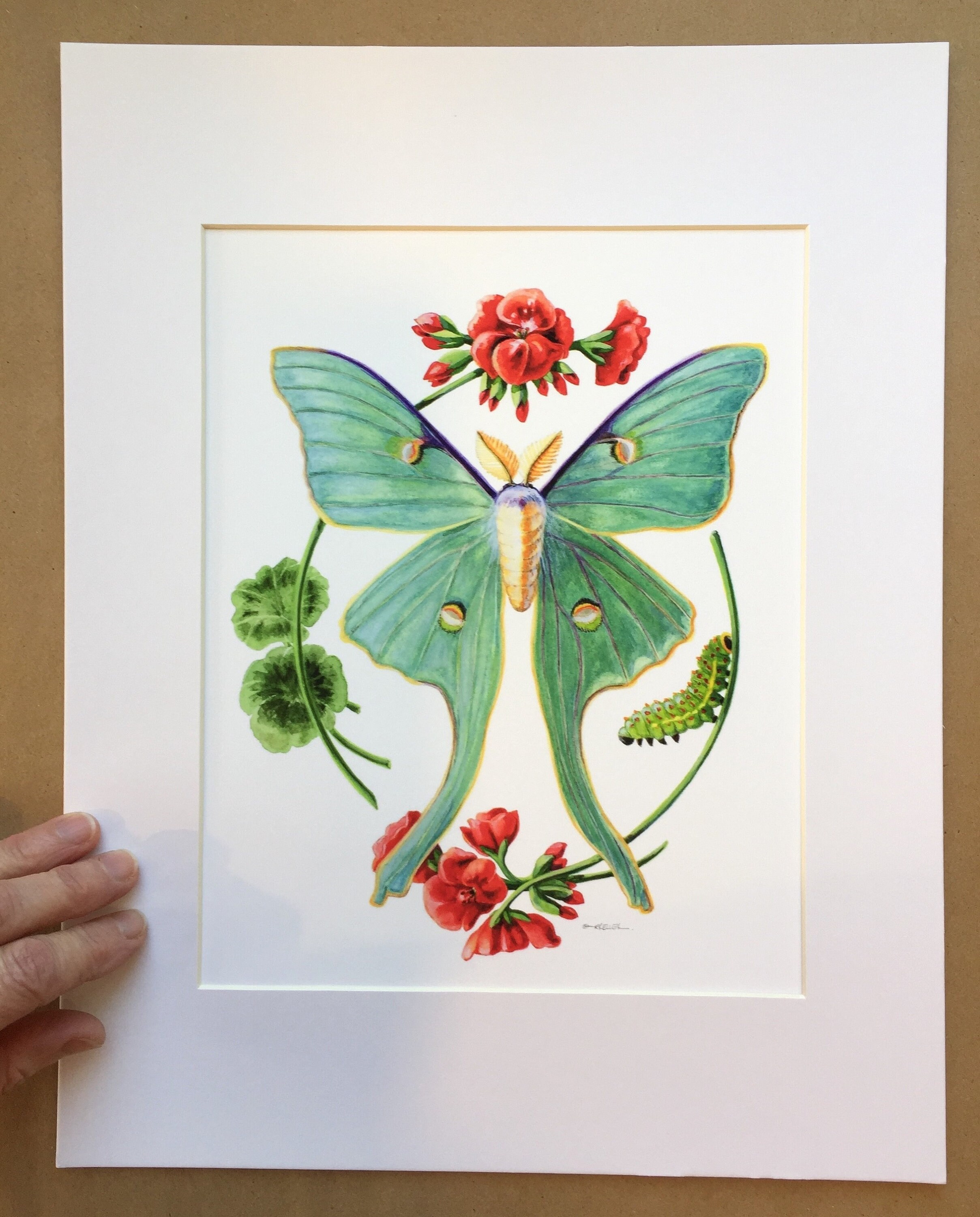 Luna Moth Art Print Luna Moth With Caterpillar Luna Moth | Etsy