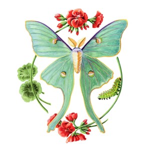 Carte d'art botanique Luna Moth et Geranium, vierge pour toutes les occasions
