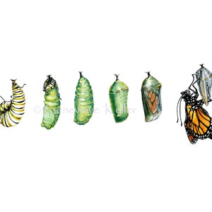 On a plain white background, this art print accurately depicts the stages of a monarch butterfly metamorphosis. From left to right there are six images. First is a caterpillar, then four chrysalises. The last image is a monarch butterfly.