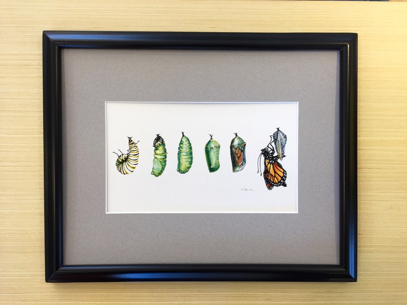 This is my monarch butterfly metamorphosis print framed with a gray mat and black frame. The print shows six images depicting the monarch metamorphosis from caterpillar to butterfly. The print background is white and the images appear to be floating.