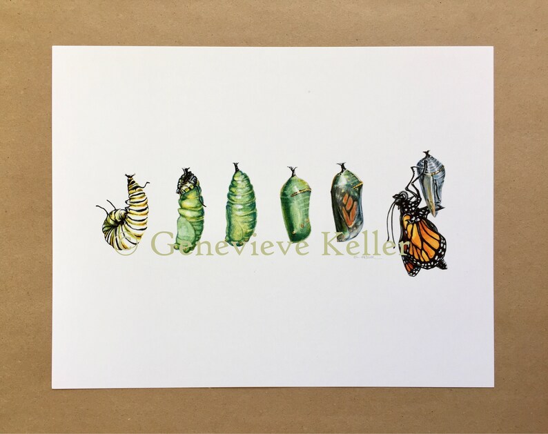 Monarch Butterfly Art Print image 7