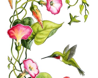 Morning Glory and Ruby Throated Hummingbird Card