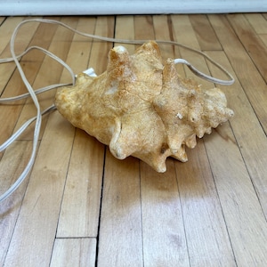 May include: A decorative seashell lamp with a textured, off-white finish. The lamp has a natural, organic shape and is connected to a white electrical cord. The lamp is resting on a wooden surface.