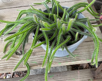 Dog tail cactus (Strophocactus testudo), unrooted cuttings