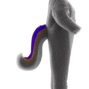 Könnte beinhalten: Ein graues, pelziges Kostüm mit einem gebogenen Schwanz mit lila, goldenen und blauen Streifen. Das Kostüm scheint ein Ganzkörperanzug mit langen Ärmeln und Beinen zu sein, vor einem weißen Hintergrund.