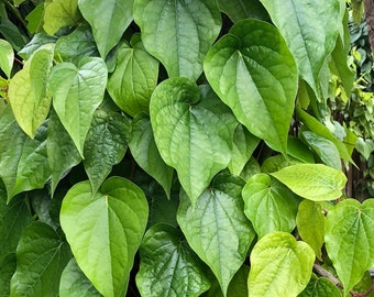 Fresh Organic Betel Leaf (Paan) - South Florida Grown