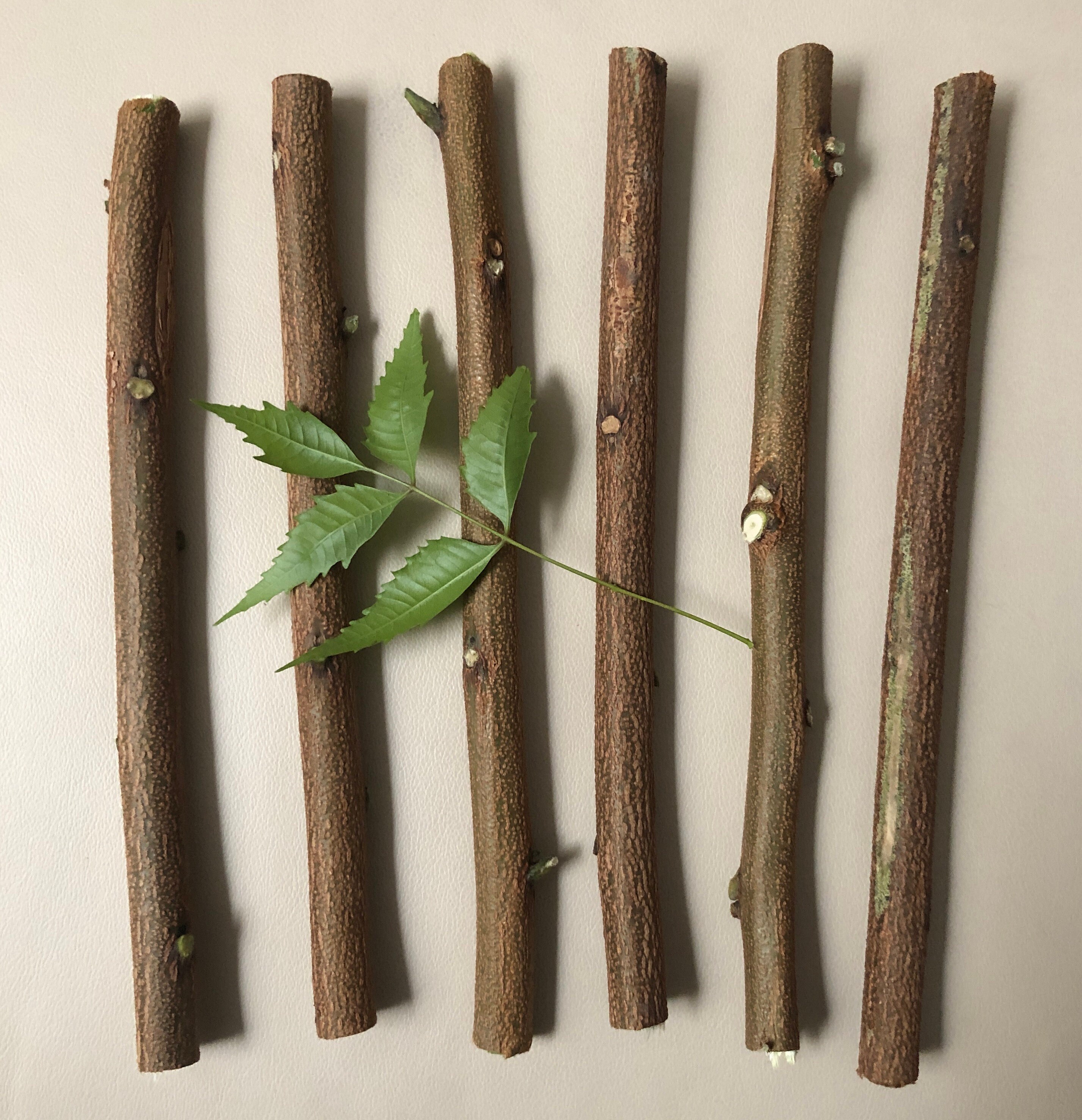 Fresh Cut Neem Sticks, Datun, Neem Chew Sticks for Healthy Teeth Etsy