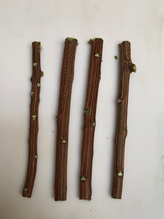 Neem twigs clearance online