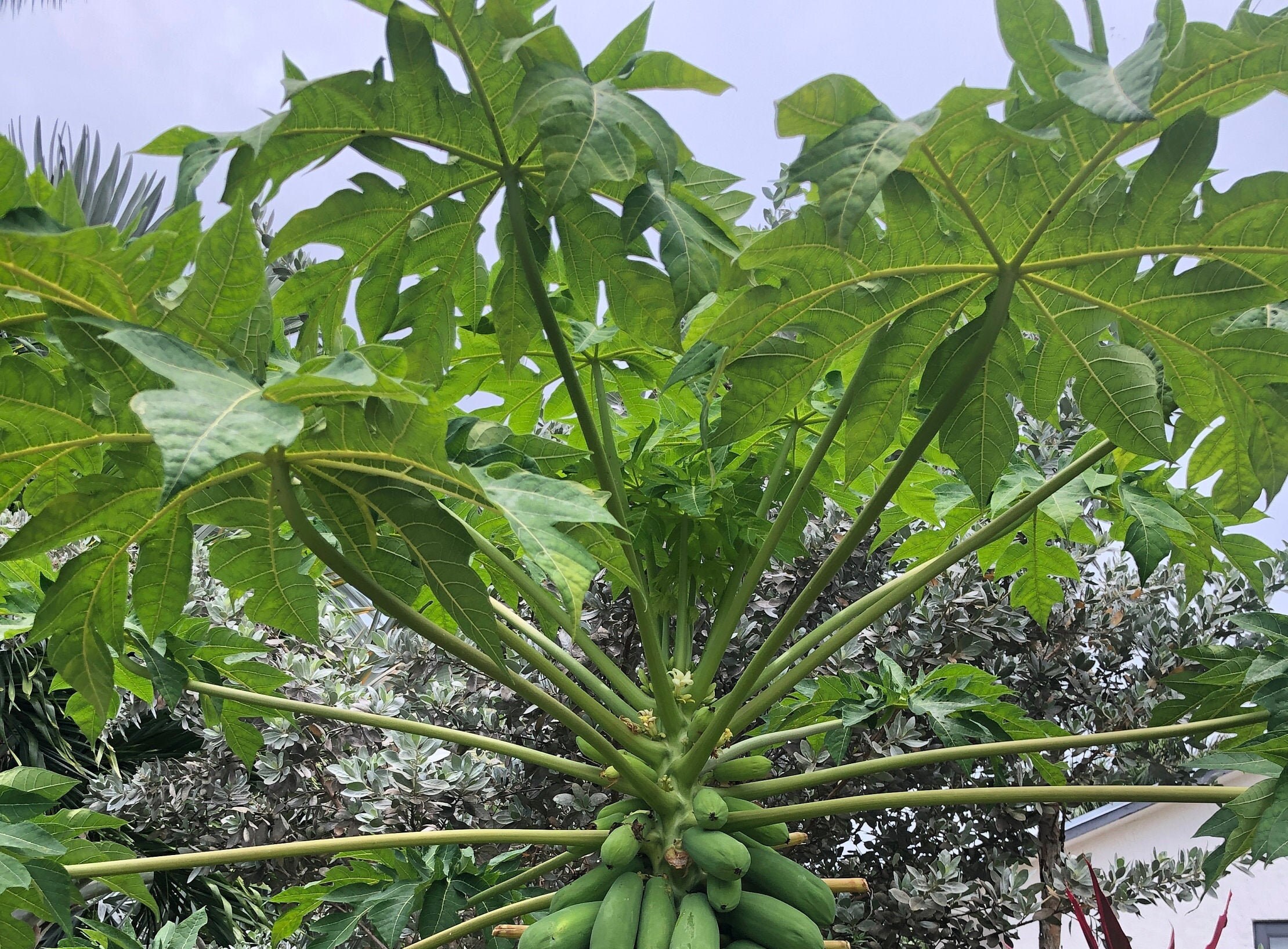 Fresh Papaya Leaves, Organically Grown Etsy