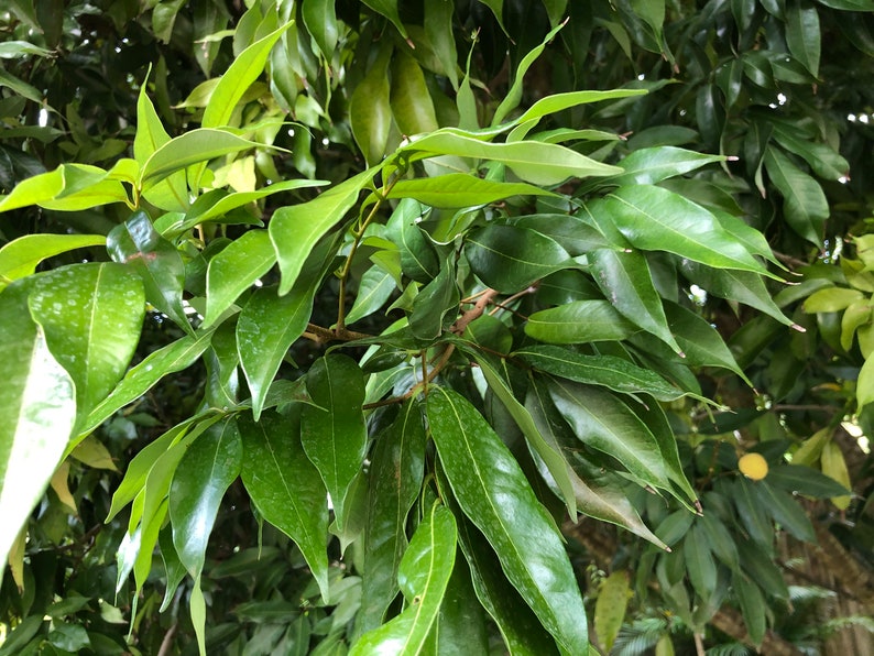 10,15,20,25 Fresh Lychee Leaves