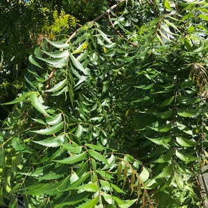 Fresh Neem Leaves: Organic Azadirachta Indica, Ayurvedic Herbs