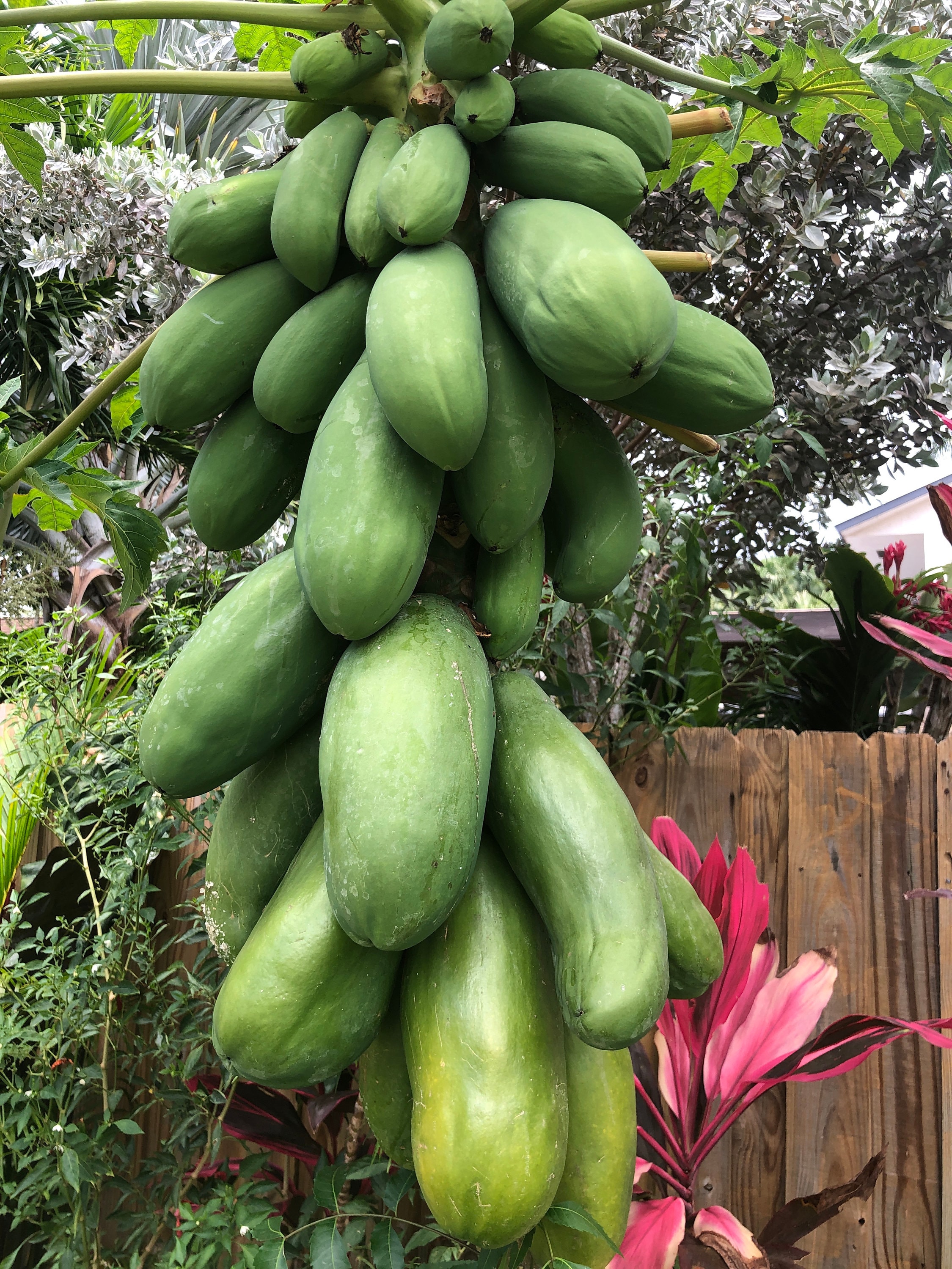 Fresh Raw Papaya Etsy