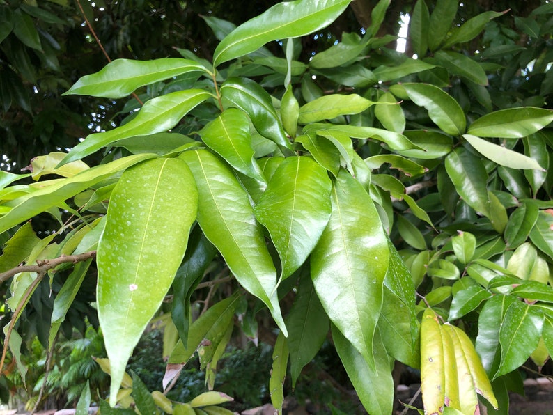 10,15,20,25 Fresh Lychee Leaves