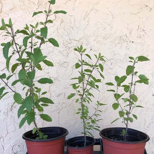 Tulsi Plant, Indian Basil, 4in potted plant, Organic, GMO Free,