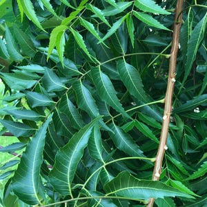 Fresh Organic Neem Leaves: Ayurvedic Herbal Tea, Skincare