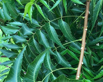 Fresh Organic Neem Leaves: Ayurvedic Herbal Tea, Skincare