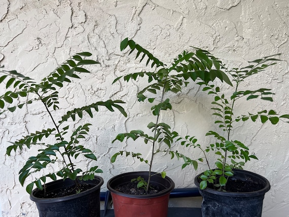 Curry Leaf Plant - Etsy