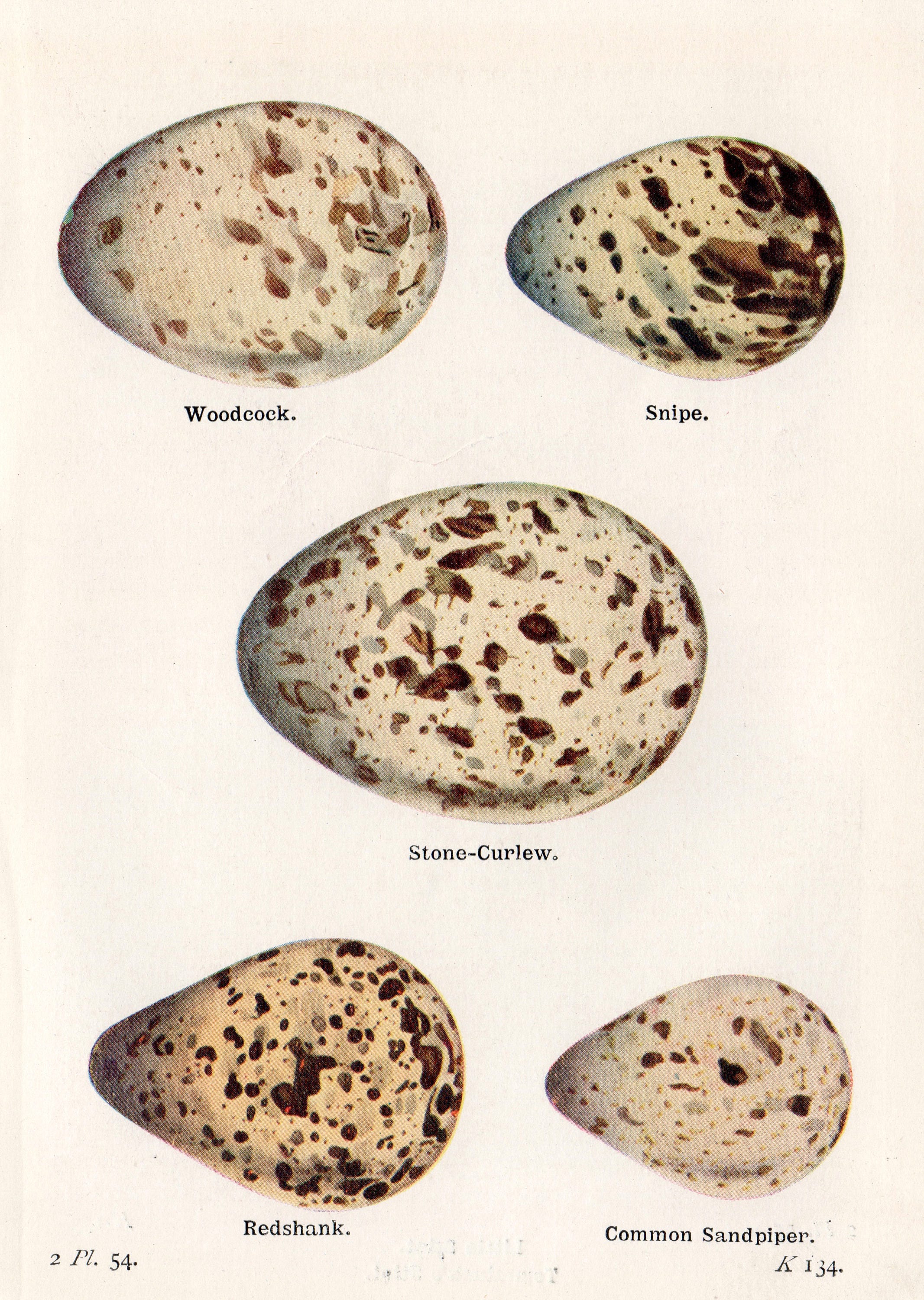 VINTAGE BIRD EGG 1923 Print White and Brown Speckled Eggs | Etsy