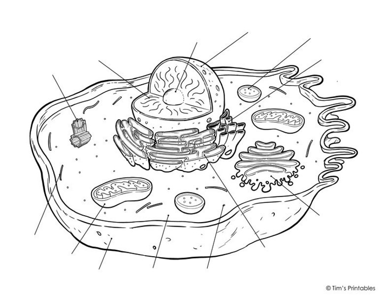 animal-cell-diagram-pdf-etsy
