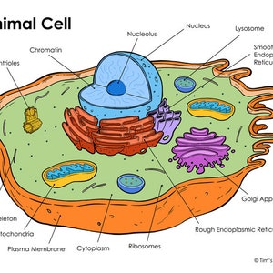 Pdf-bestand diagram dierlijke cel