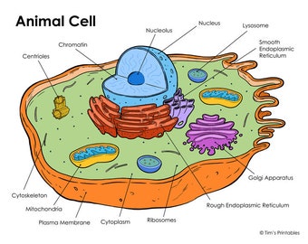 Animal Cell Model - Etsy Animal Cell Model - Etsy