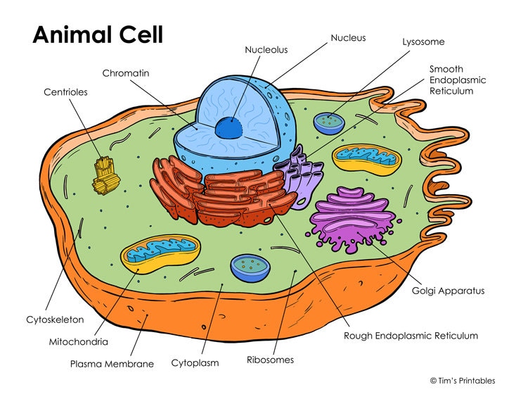 Animal Cell Diagram - Etsy Animal Cell Diagram - Etsy