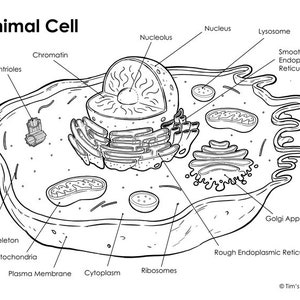 Animal Cell Diagram PDF - Etsy