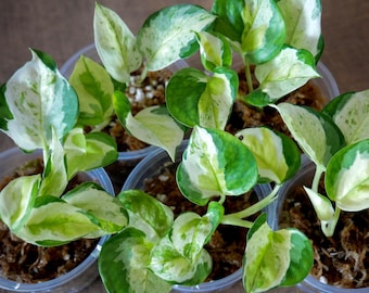 Epipremnum Japanisches Globales Pothos