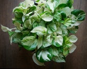 Manjula Pothos Epipremnum Albo Variegata Epipremnum Happy Leaf Manjula Live Plant