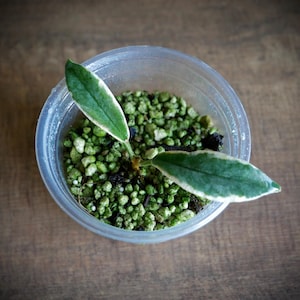 Hoya Archboldinana Albo // Rooted Cutting