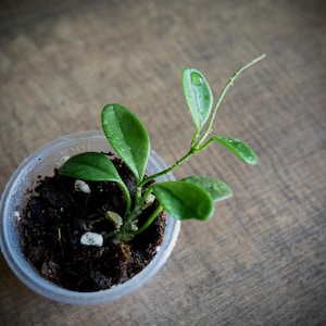 Hoya Uniflora // Growing Plant