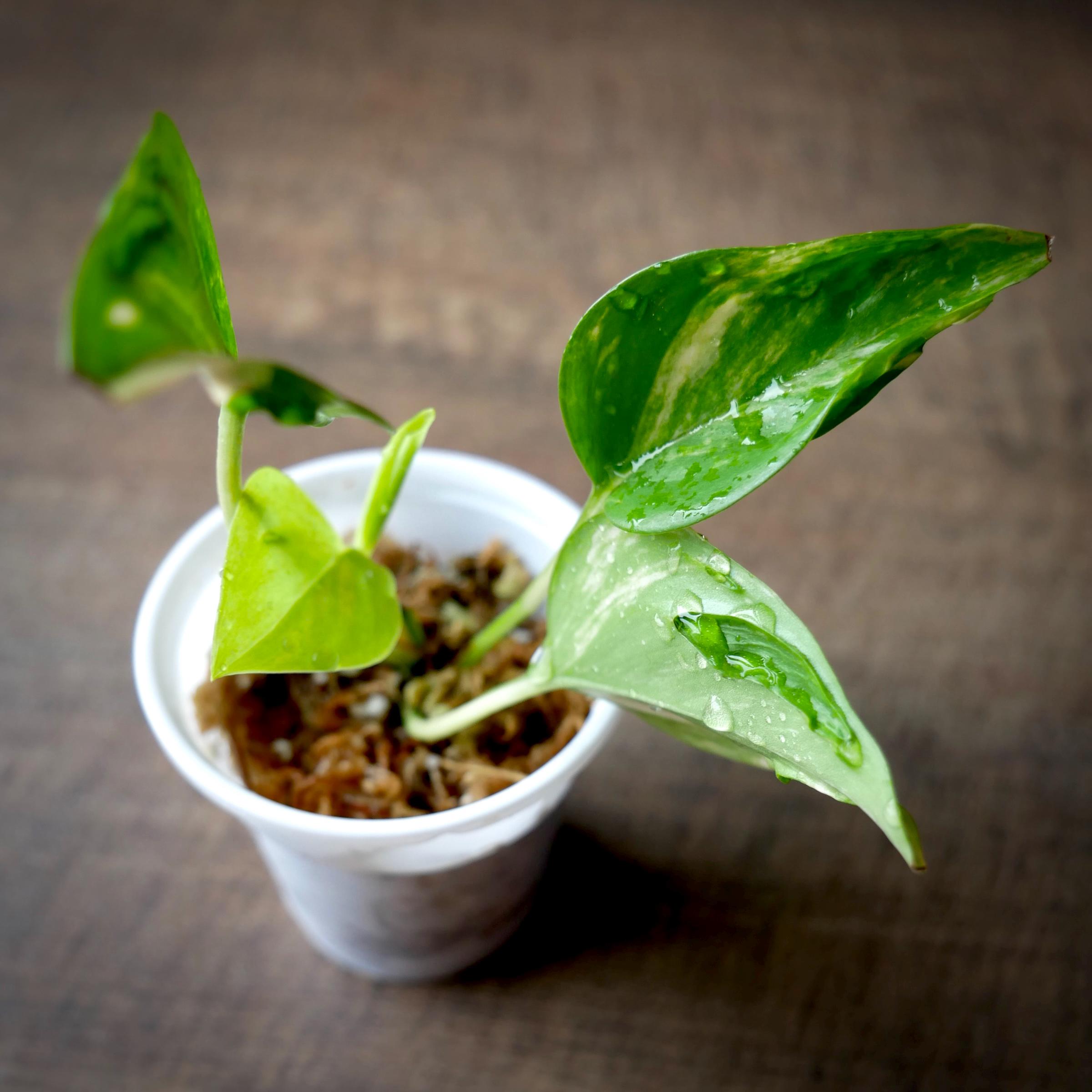 Manjula pothos - Etsy 日本